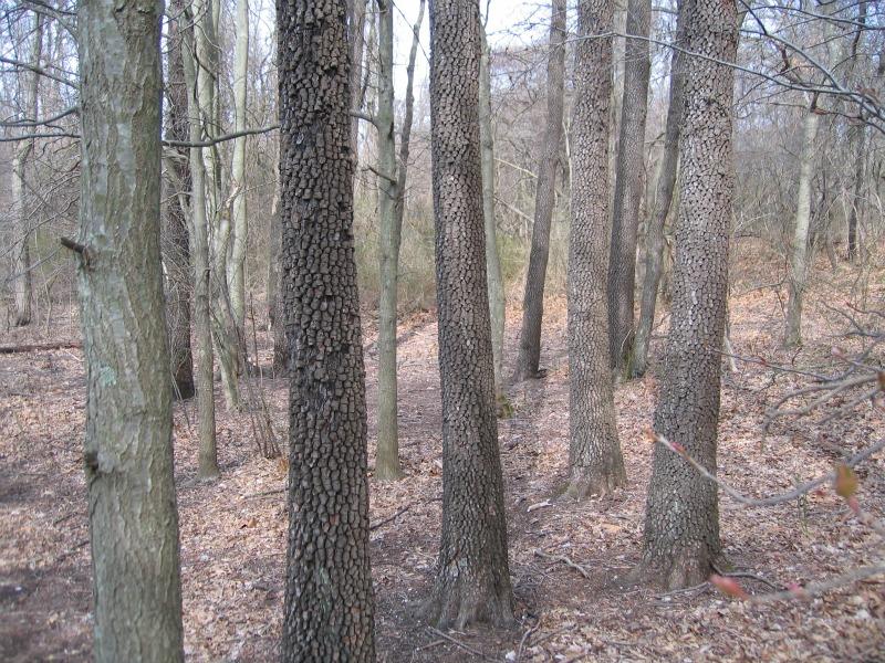 Diospyros virginiana trees with blocky bark Gregory J. Edinger