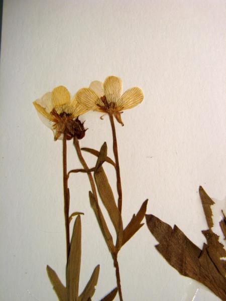 Ranunculus hispidus var. nitidus flowers Stephen M. Young