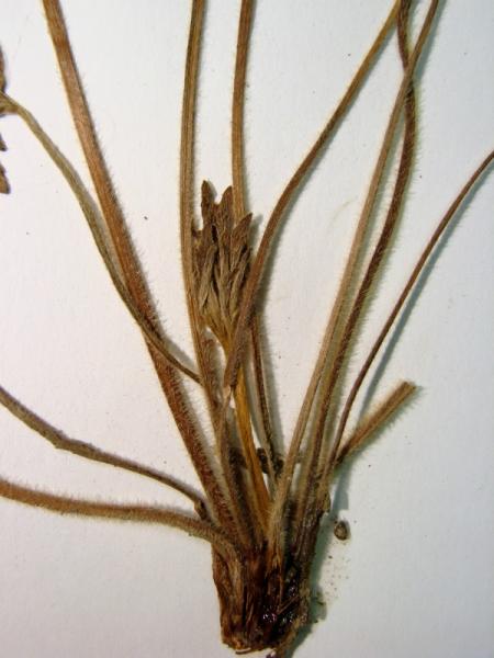 Ranunculus hispidus var. nitidus base of stem Stephen M. Young