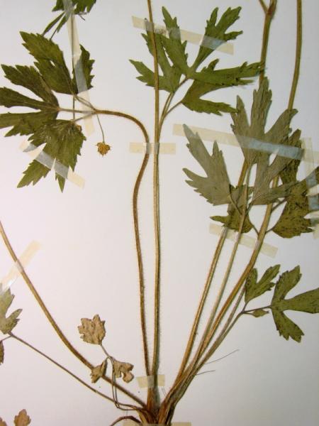 Ranunculus hispidus var. nitidus leaves Stephen M. Young