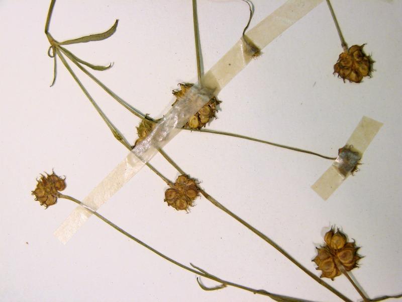 Ranunculus hispidus var. nitidus fruiting heads Stephen M. Young