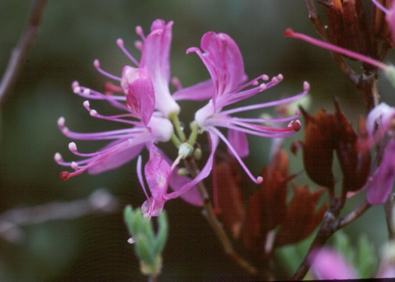 Rhodora (Rhododendron canadense)  Troy Weldy