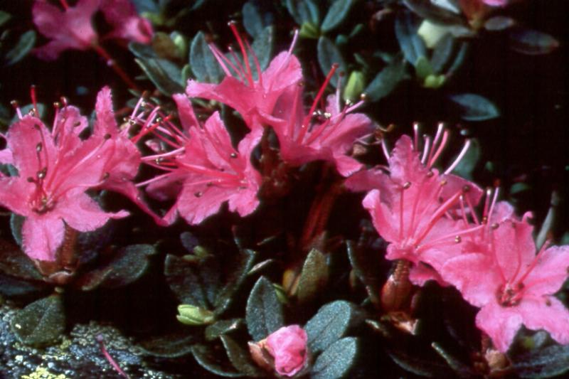 Rhododendron lapponicum var. lapponicum Peter Zika