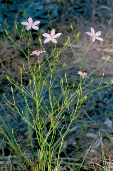 Sabatia campanulata in flower John Pelton, Arkansas Natural Heritage