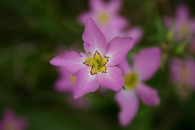 Sabatia stellaris flower Troy Weldy
