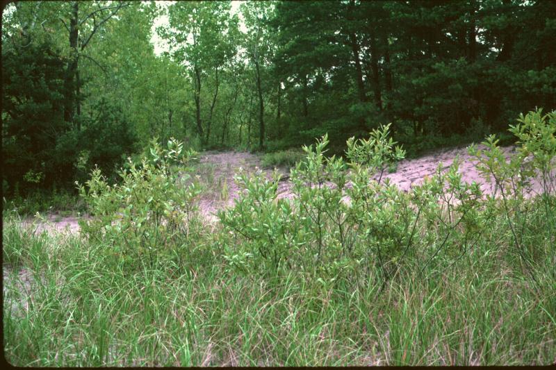 Salix cordata in dunegrass Beth Yanuck-Platt