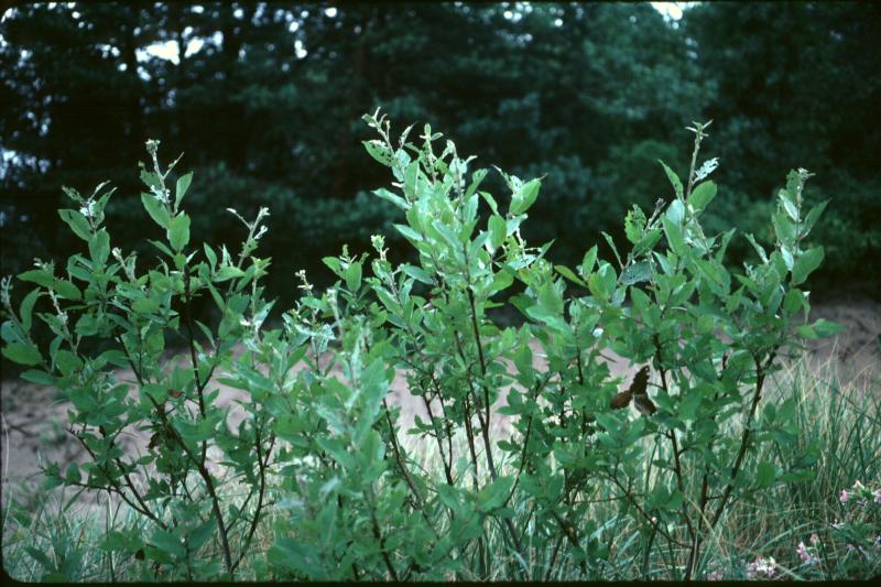 Salix cordata clone Beth Yanuck-Platt
