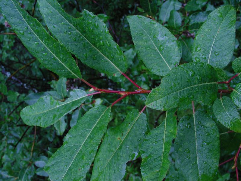 Salix pyrifolia Stephen M. Young