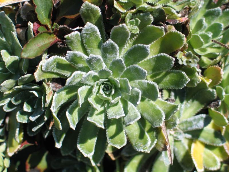 Saxifraga paniculata ssp neogaea David Werier