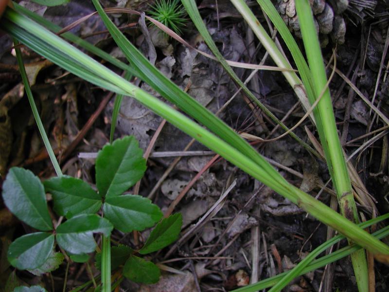 Scleria triglomerata leaves Stephen M. Young