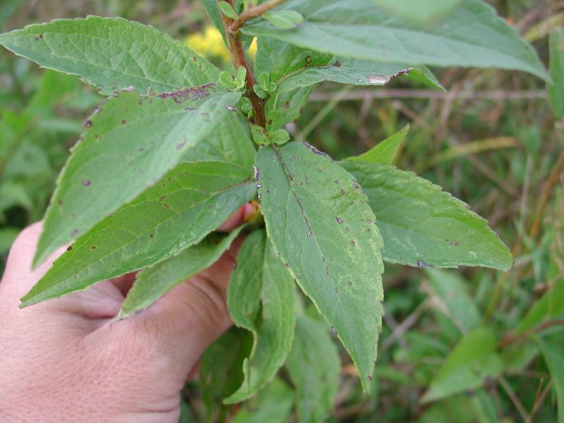 Solidago latissimifolia leaf blade Stephen M. Young