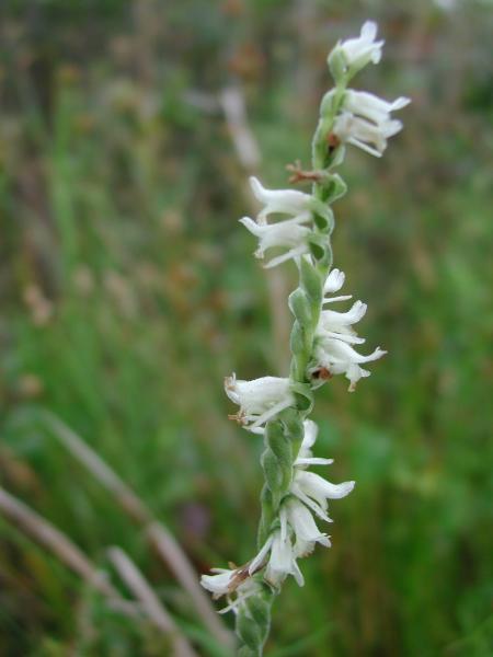 Spiranthes vernalis flowers Stephen M. Young