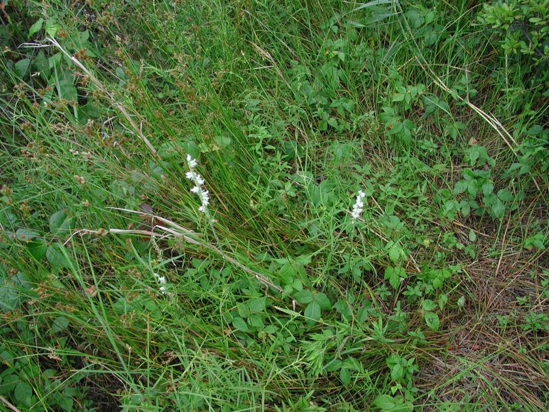 Spiranthes vernalis Stephen M. Young