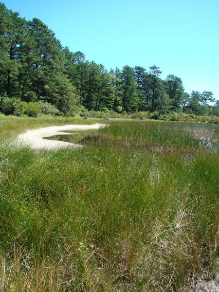 Coastal plain pondshore habitat Kimberly J. Smith