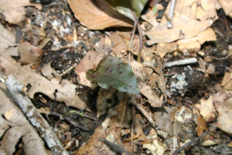 Tipularia discolor leaf Troy Weldy