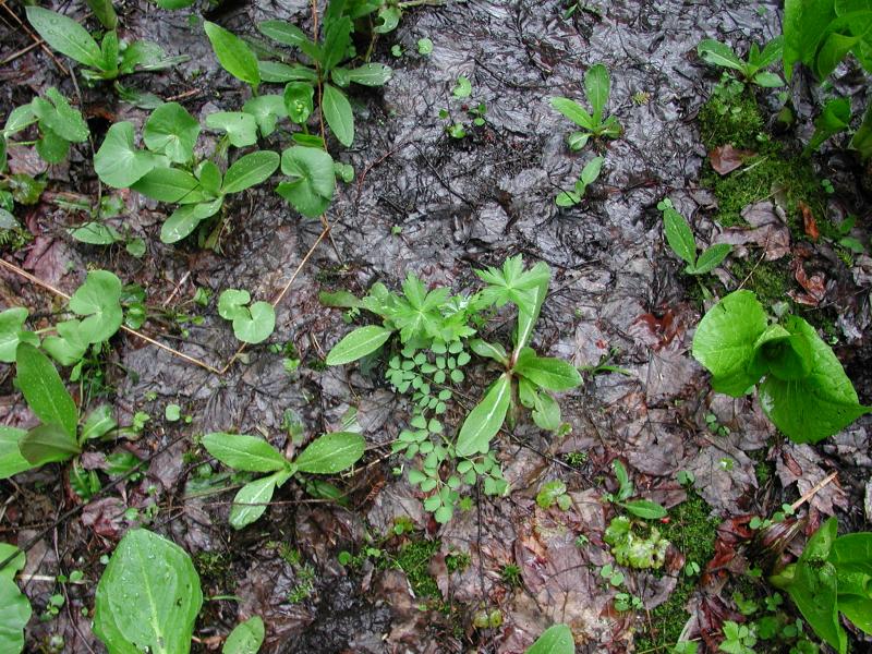 Trollius laxus small vegetative plant Stephen M. Young