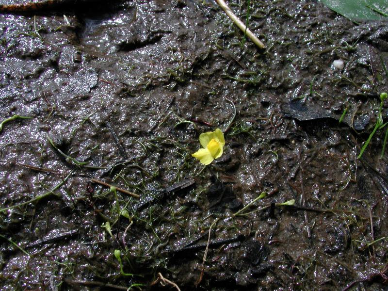 Utricularia striata flower in mud Stephen M. Young