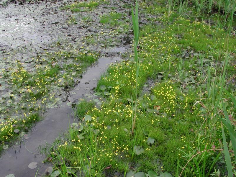 Utricularia striata plants along coastal plain pond Stephen M. Young