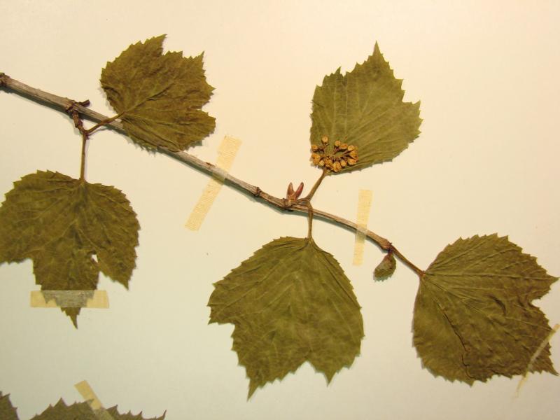 Viburnum edule branch with leaves and flowers Stephen M. Young
