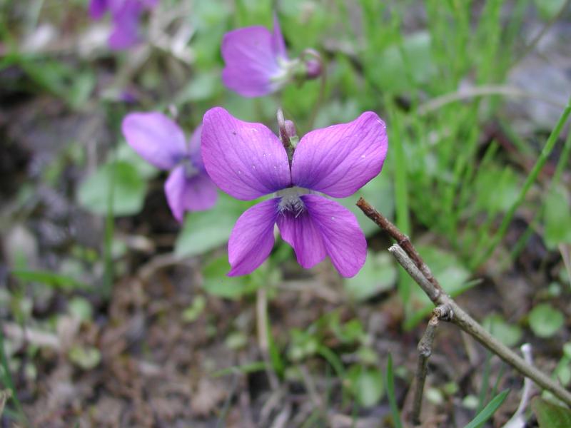 Viola nephrophylla Stephen M. Young