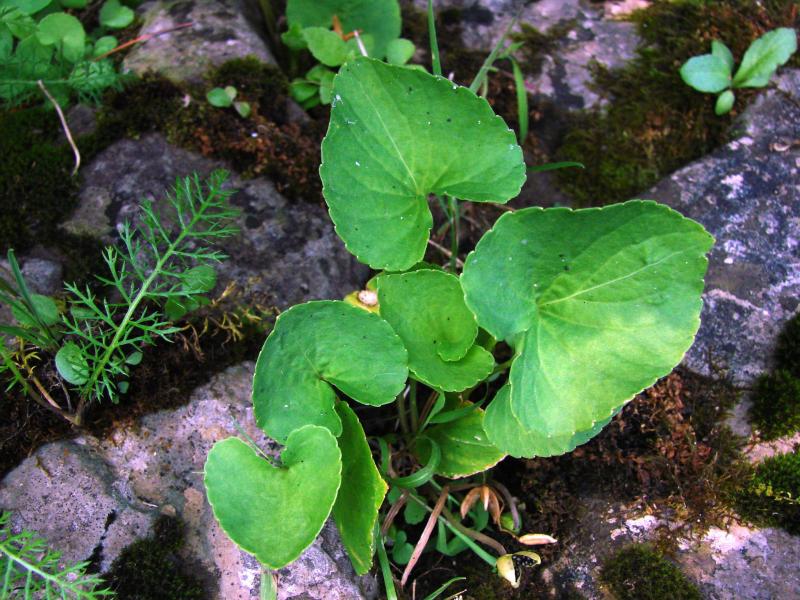 Viola nephrophylla leaves. Stephen M. Young