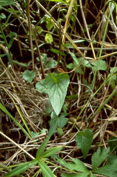 Viola novae-angliae leaf Stephen M. Young
