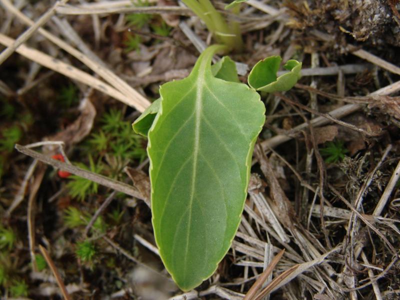 Viola primulifolia leaf Stephen M. Young