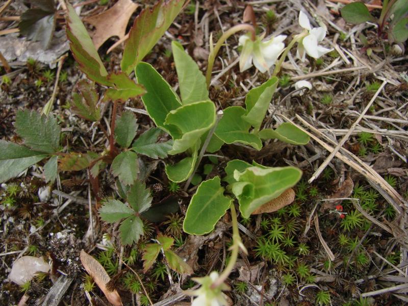 Viola primulifolia leaves Stephen M. Young