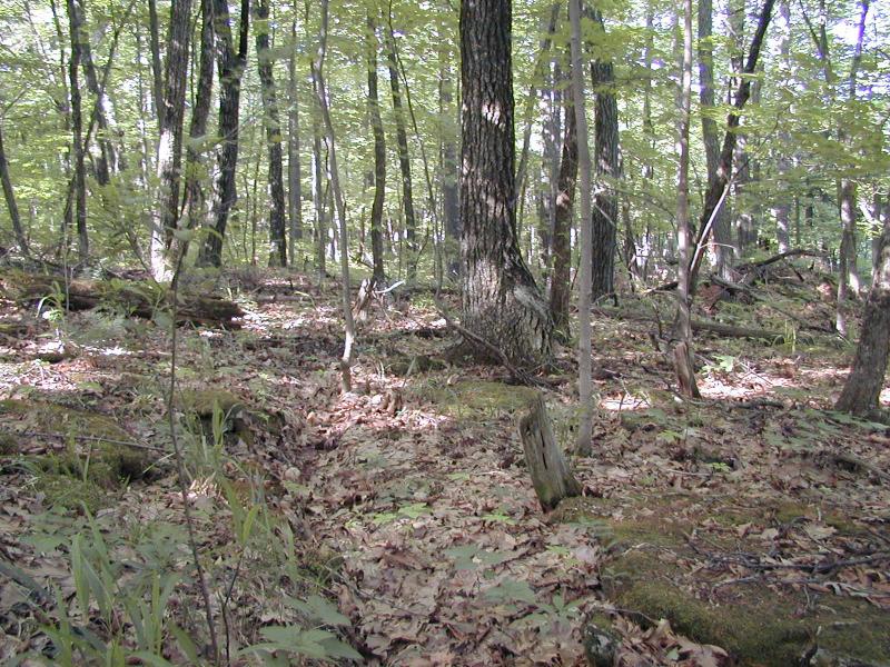 Bushendorf limestone woodland and Carex backii site Troy Weldy