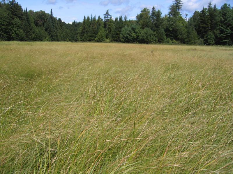 Medium fen dominated by woolly-fruited sedge (Carex lasiocarpa) at Niffen Vly Gregory J. Edinger