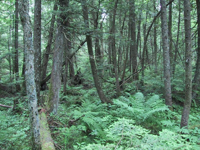 Northern white cedar swamp Aissa L. Feldmann