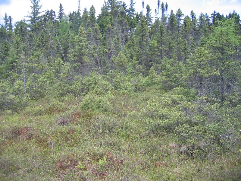 Black spruce-tamarack bog (back) and dwarf shrub bog (front) at Shingle Shanty Small Bog Gregory J. Edinger