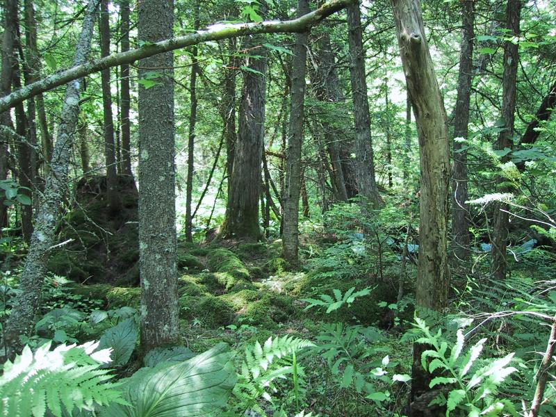 Northern white cedar swamp Aissa L. Feldmann