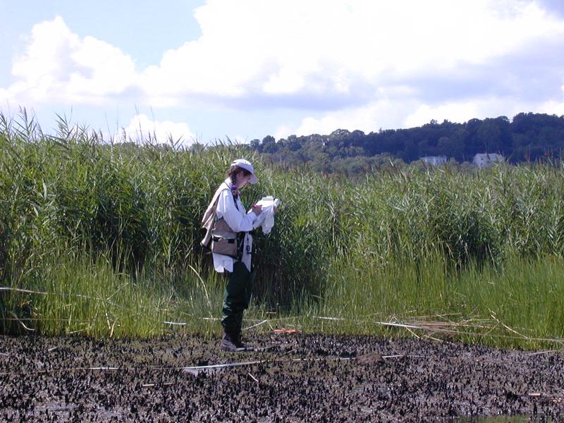 NYNHP Ecologist surveying mudflats at Piermont Marsh. Troy Weldy