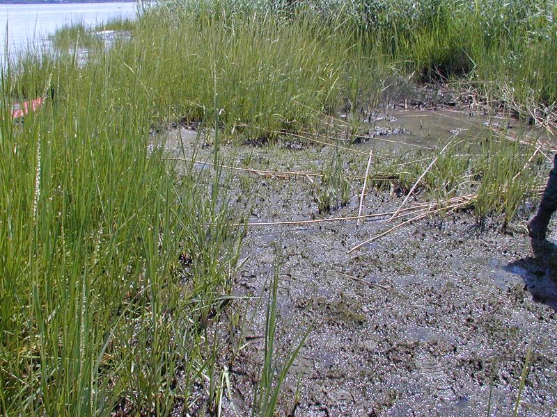 Bracklish intertidal mudflats and brackish tidal marsh at Piermont Marsh. Troy Weldy