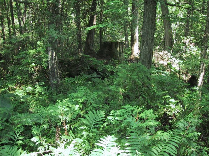 Northern white cedar swamp_Regeneration Aissa L. Feldmann