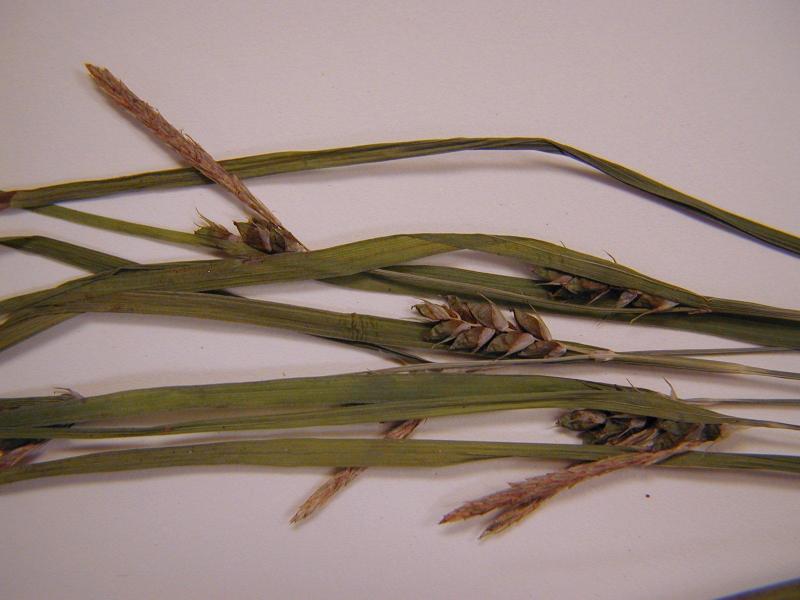 Carex amphibola var. amphibola Troy Weldy