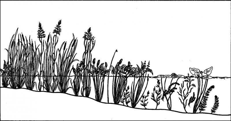 Deep emergent marsh illustration. Darcy P. May