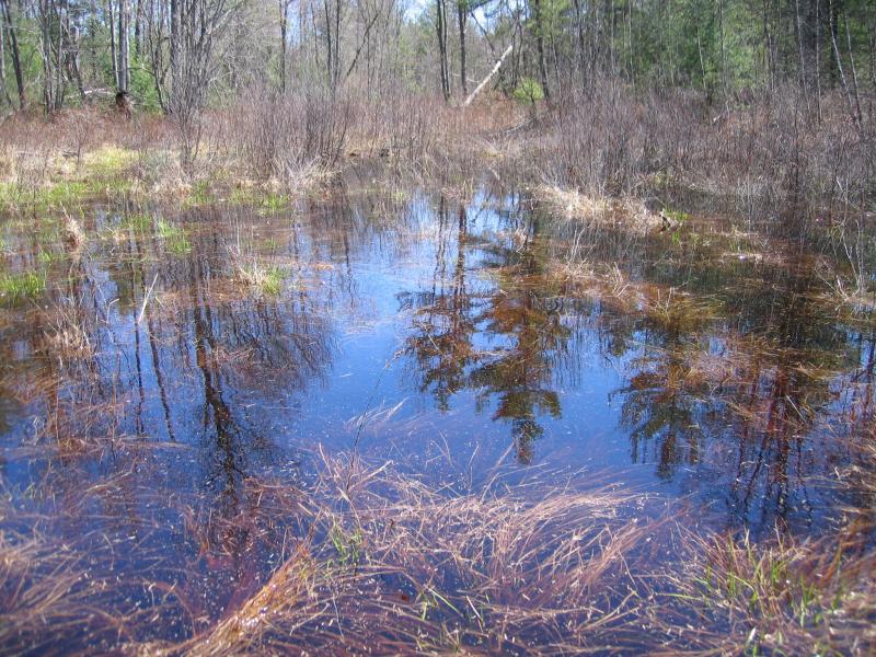Pine barrens vernal pond at Ballard Corners in Wilton Preserve. Gregory J. Edinger