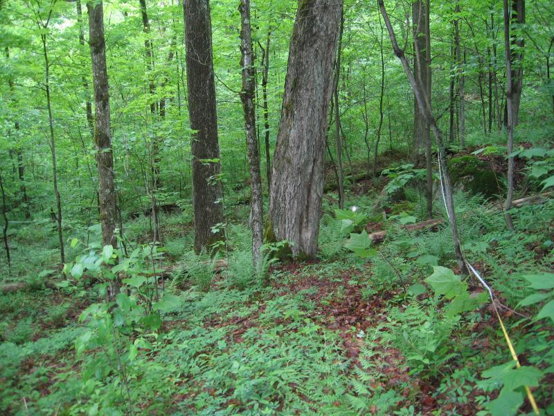 Maple-basswood rich mesic forest at Jerden Falls Forest. Gregory J. Edinger