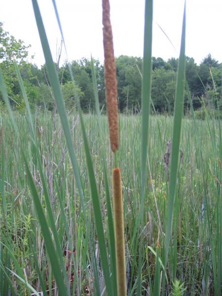 Narrow-leaved cattail (Typha angustifolia) in shallow emergent marsh at Junius Ponds Lowery Pond. Gregory J. Edinger