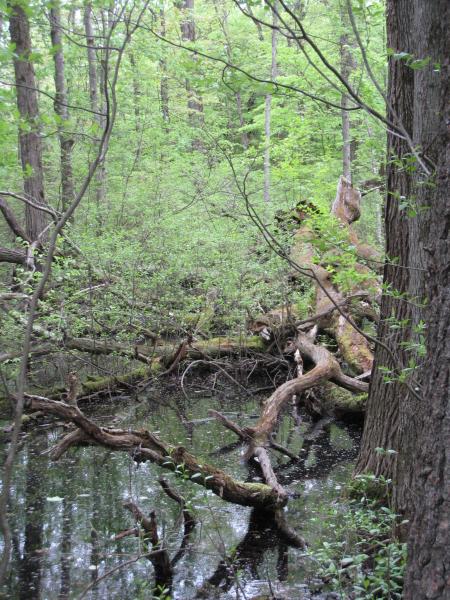Red maple-swamp white oak swamp at Saratoga Spa State Park. Julie A. Lundgren