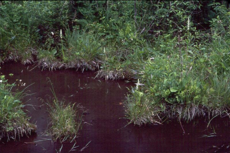 Rich sloping fen at Malloryville Fen F.R. Wesley