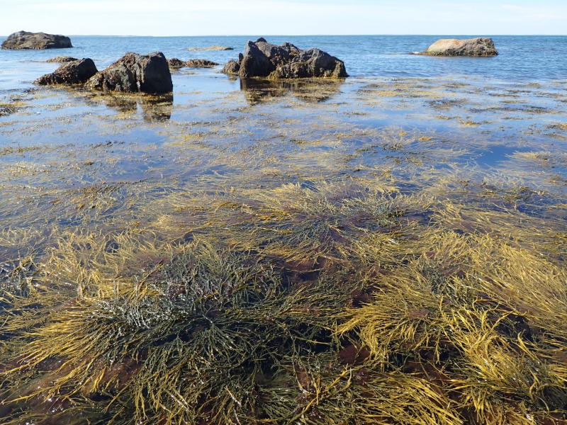 Marine rocky intertidal plot (PI19) at Plum Island. Gregory J. Edinger