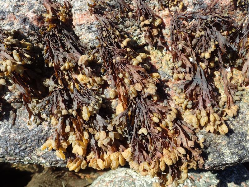 Rockweed (Fucus spiralis) attached to rock in marine rocky intertidal plot (PI19) at Plum Island. Gregory J. Edinger