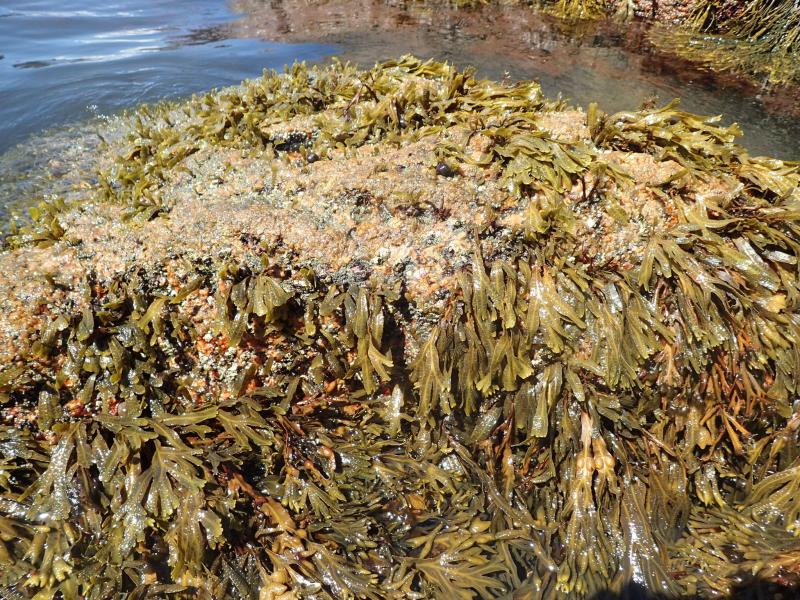 Rockweed (Fucus vesiculosus) attached to rock in marine rocky intertidal community at Plum Island. Gregory J. Edinger