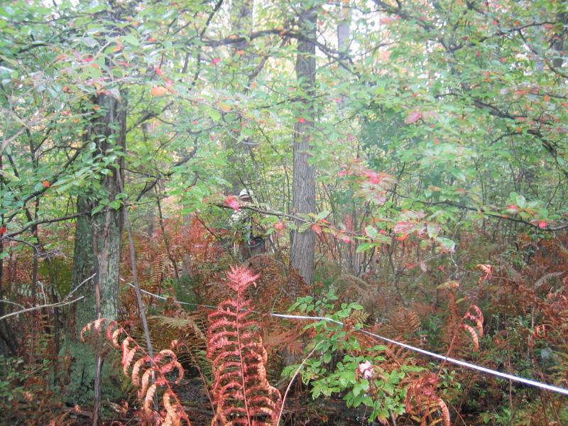 Red maple-blackgum swamp at Cohen Road Swamp in Greenfield State Forest. Gregory J. Edinger