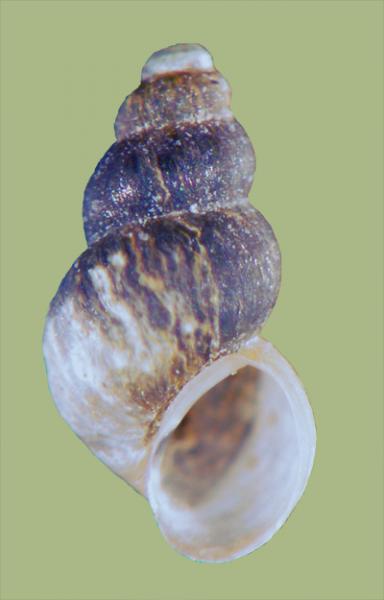 Watercress snail 