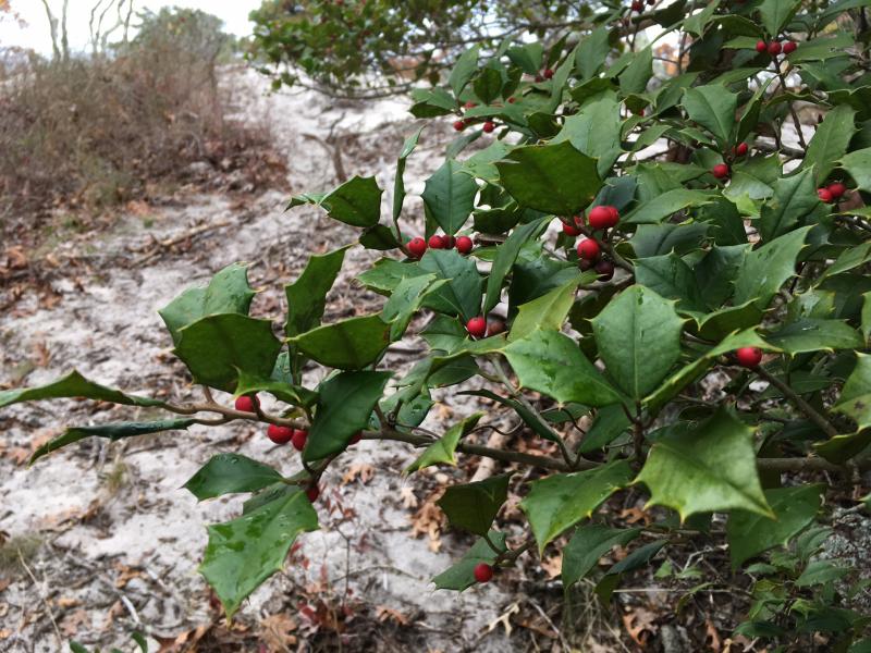 American holly (Ilex opaca) is a native tree that is common in woodlands on Long Island. Julie A. Lundgren