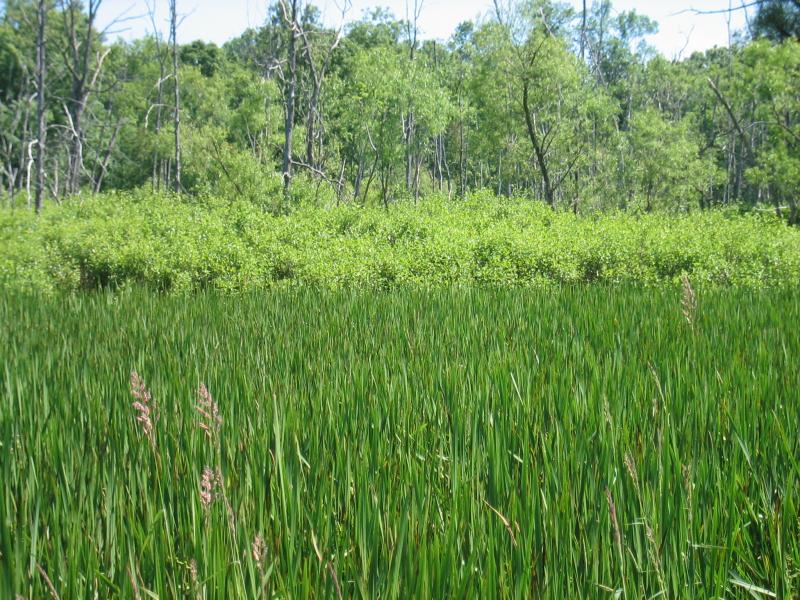 Shallow emergent marsh (foreground) and shrub swamp (background) at Saratoga National Historic Park Gregory J. Edinger